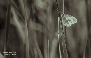 12k fotoart foto fotografie kunst composing bildbearbeitung blumen landschaft tiere portrait stil weithaler norbert